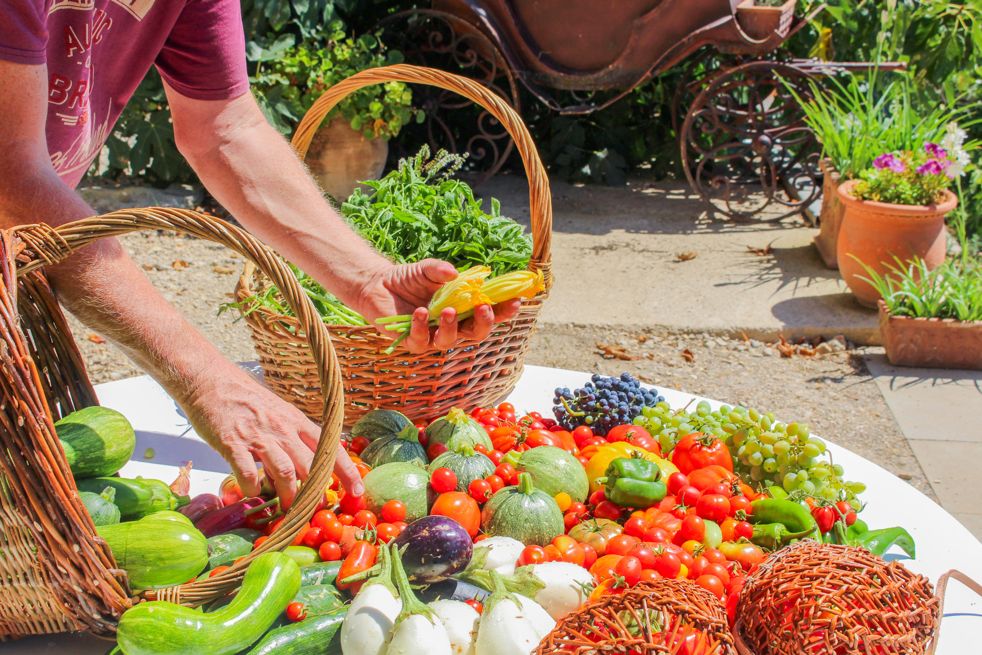 2025 récolte août (59)