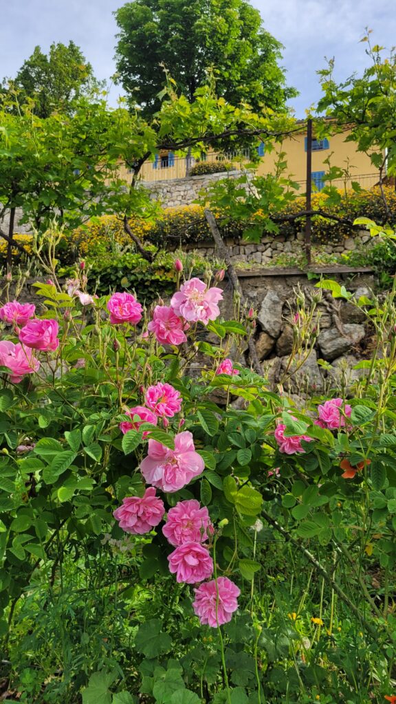 Récolte Rose Centifolia (Avril-Mai)