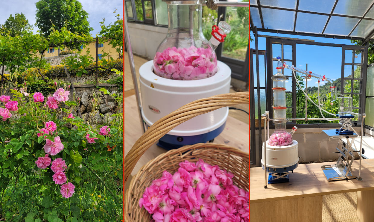 Distillation Rose Centifolia