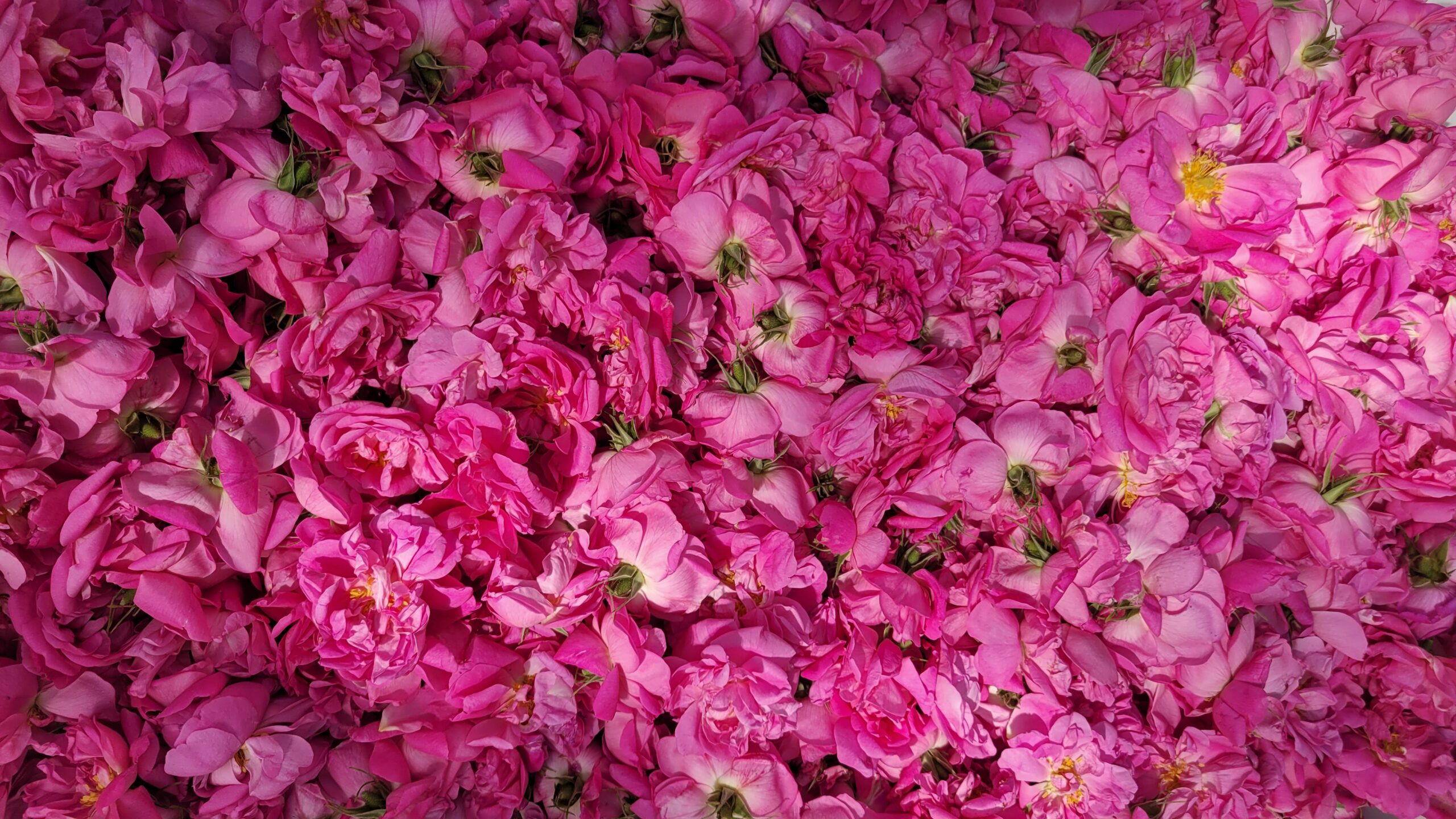 Rose Centifolia