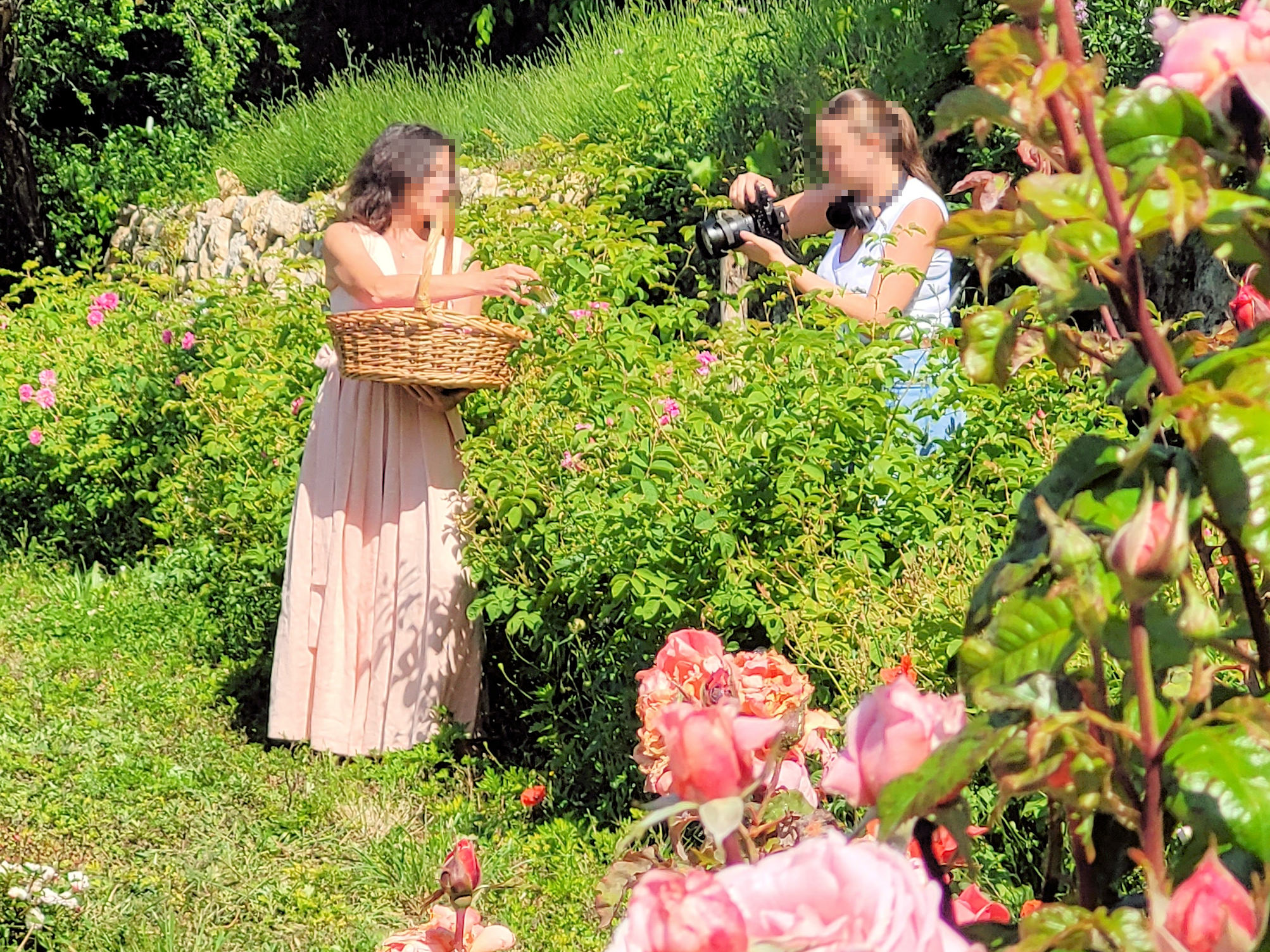 Shooting Photos dans les Roses Centifolia