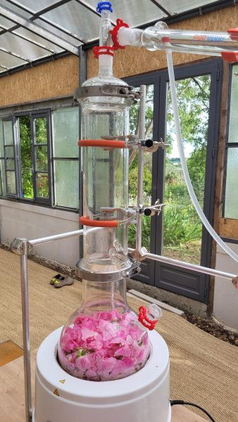 Centifolia Rose distillation with glass alambic 2