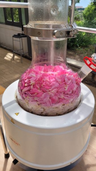 Centifolia Rose distillation with glass alambic 1