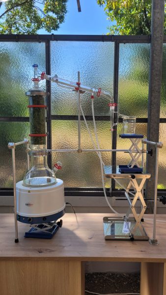 Pepermint distillation 1